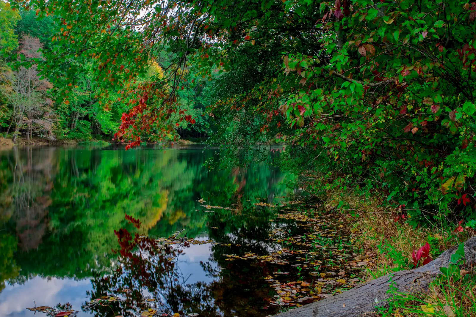 Autumn trees reflected in Farrington Lake, North Brunswick